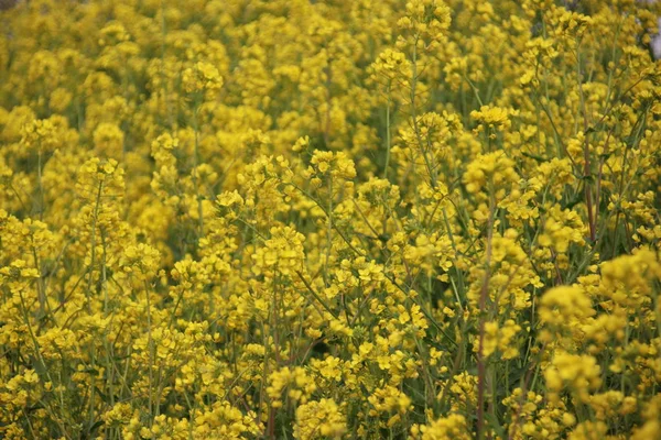 Flores Amarelas Erva Colza Longo Lado Diques Nos Países Baixos — Fotografia de Stock