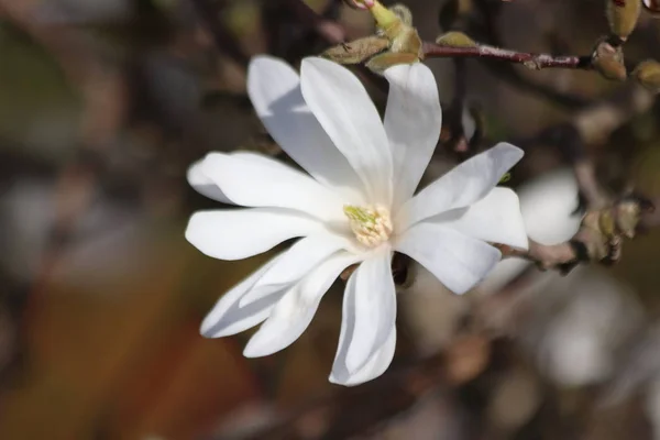 Magnolia Stellata Royal Star Big White Flowers Springtime Garden — Stock Photo, Image