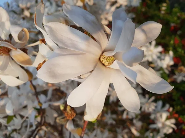 Magnolia Stellata Estrella Real Con Grandes Flores Blancas Durante Primavera — Foto de Stock