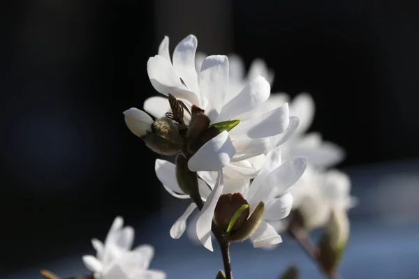 Магнолия Стеллата Королевская Звезда Большими Белыми Цветами Весной Саду — стоковое фото