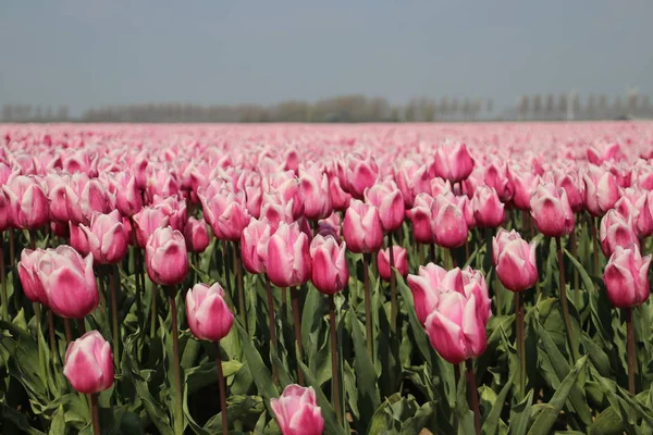 Champs Avec Rangées Tulipes Rouges Blanches Printemps Pour Agriculture Bulbes — Photo