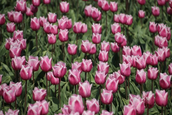 Pola Rzędami Czerwonych Białych Tulipanów Wiosną Dla Rolnictwa Wyspie Goeree — Zdjęcie stockowe