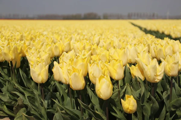 Pola Rzędami Żółtych Tulipany Wiosną Dla Rolnictwa Bańki Wyspie Goeree — Zdjęcie stockowe
