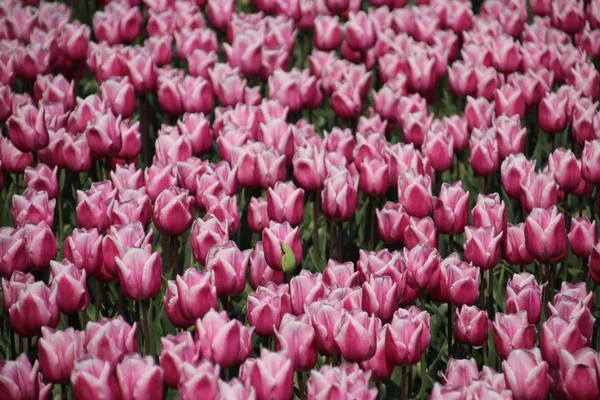 Campos Com Fileiras Tulipas Rosa Primavera Para Agricultura Bulbo Flores — Fotografia de Stock