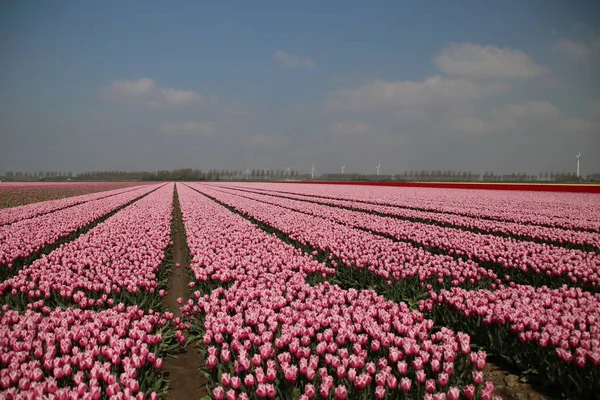 Champs Avec Rangées Tulipes Roses Printemps Pour Agriculture Bulbes Fleurs — Photo