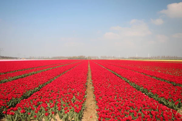 Mezőket Sorok Piros Tulipánok Tavasszal Mezőgazdaság Flowerbulb Szigeten Goeree Overflakkee — Stock Fotó