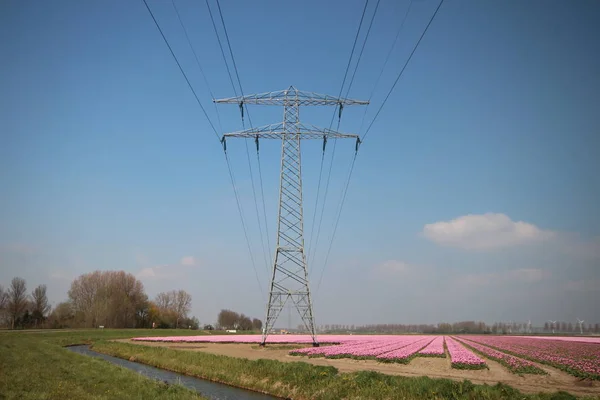 Velden Met Rijen Roze Tulpen Lente Voor Landbouw Van Flowerbulb — Stockfoto