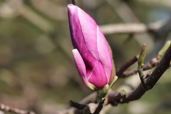 Fiore Rosa Viola Dell Albero Magnolia Giardino Nieuwerkerk Aan Den — Foto Stock