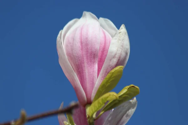 Rosa Och Lila Blomma Magnolia Träd Trädgård Nieuwerkerk Aan Den — Stockfoto