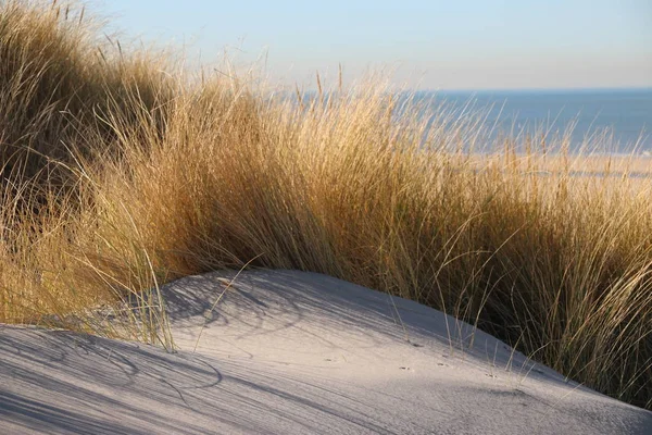 オランダの北海沿岸のモンスターの砂丘で日光の下でマラム草 — ストック写真