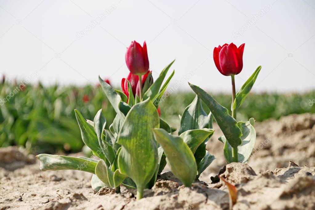 Fields with rows of red tulips in springtime for agriculture of flowerbulb on island Goeree-Overflakkee in the Netherlands