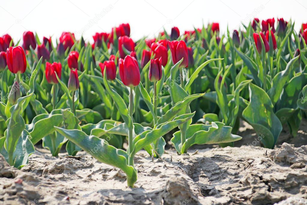 Fields with rows of red tulips in springtime for agriculture of flowerbulb on island Goeree-Overflakkee in the Netherlands