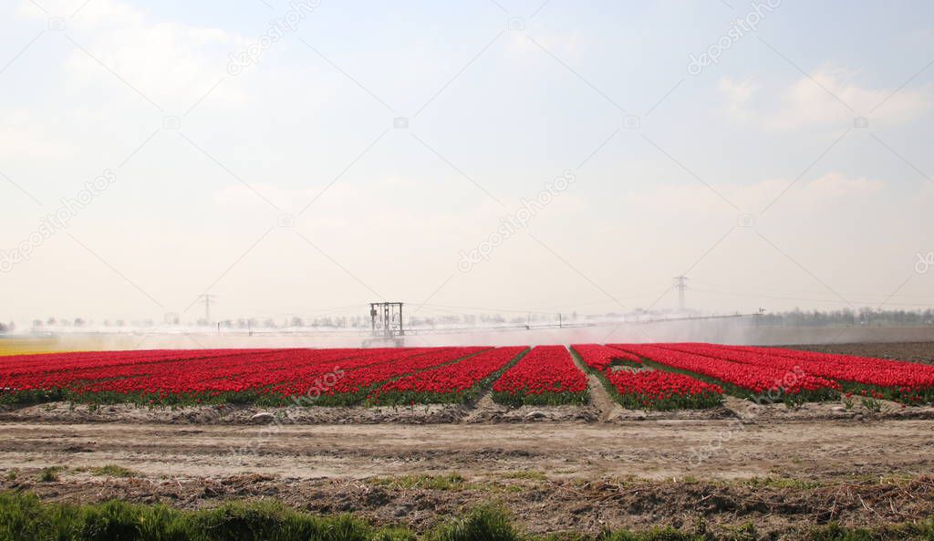 Fields with rows of red tulips in springtime for agriculture of flowerbulb on island Goeree-Overflakkee in the Netherlands, watered due to dryness