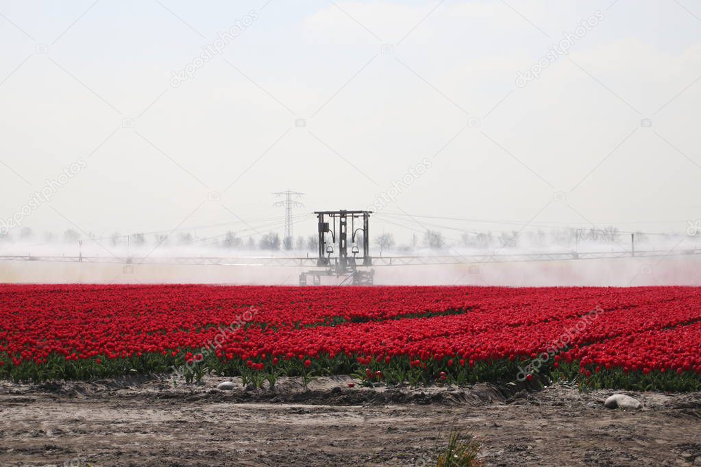 Fields with rows of red tulips in springtime for agriculture of flowerbulb on island Goeree-Overflakkee in the Netherlands, watered due to dryness