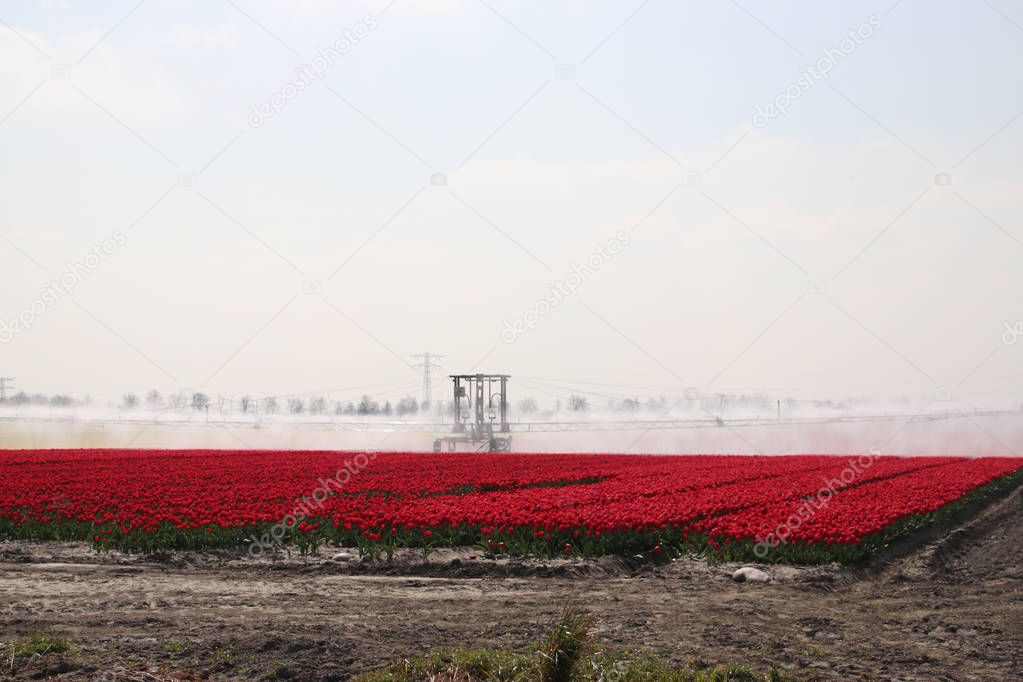 Fields with rows of red tulips in springtime for agriculture of flowerbulb on island Goeree-Overflakkee in the Netherlands, watered due to dryness