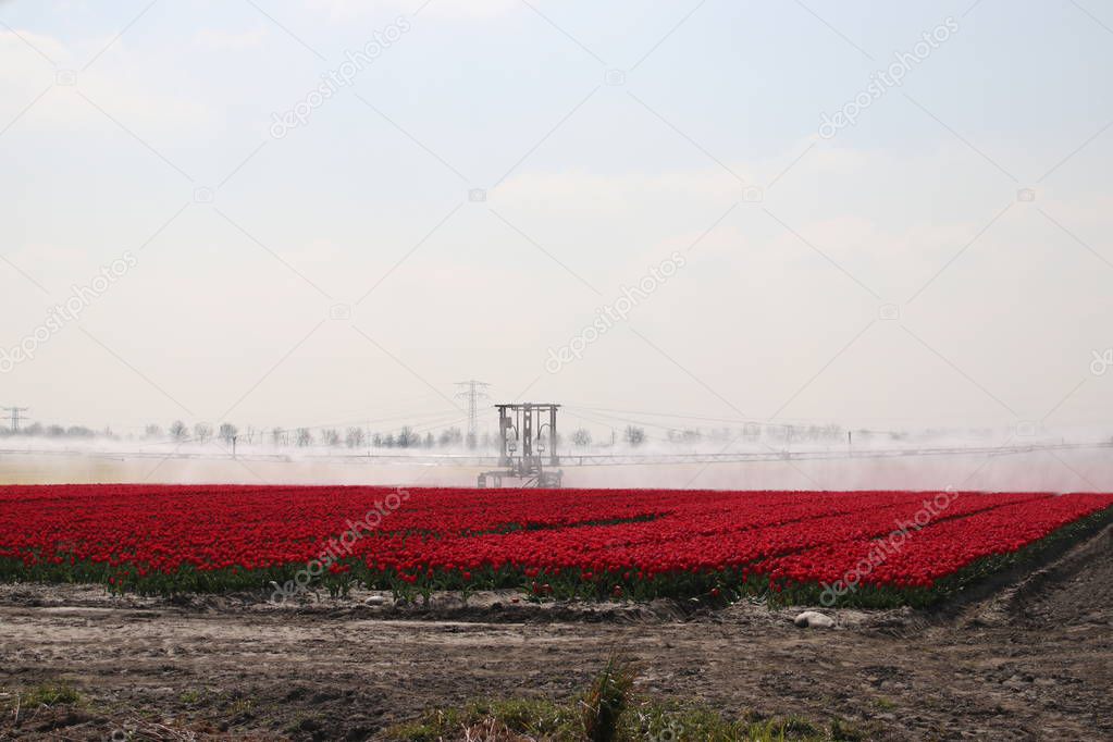 Fields with rows of red tulips in springtime for agriculture of flowerbulb on island Goeree-Overflakkee in the Netherlands, watered due to dryness
