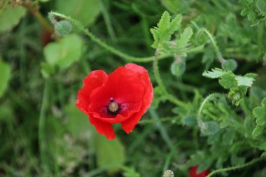 Hollanda 'da yolun yanında kırmızı renkte haşhaş çiçekleri.
