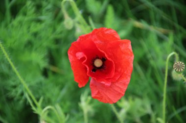Hollanda 'da yolun yanında kırmızı renkte haşhaş çiçekleri.