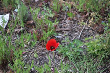 Hollanda 'da yolun yanında kırmızı renkte haşhaş çiçekleri.