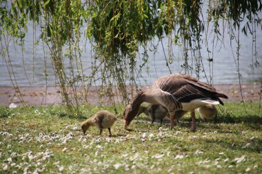 Rotterdam çim bir alanda civciv ile gri kaz