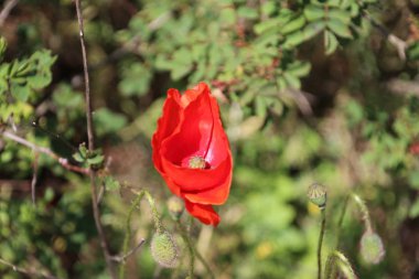 Hollanda 'da Nieuwerkerk aan den IJssel yol kenarında kırmızı renkli haşhaş çiçekler