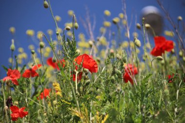 Hollanda 'da Nieuwerkerk aan den IJssel yol kenarında kırmızı renkli haşhaş çiçekler