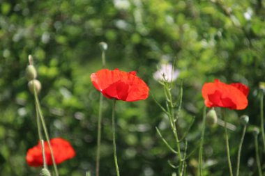 Hollanda 'da Nieuwerkerk aan den IJssel yol kenarında kırmızı renkli haşhaş çiçekler