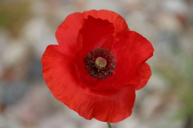 Hollanda 'da Nieuwerkerk aan den IJssel yol kenarında kırmızı renkli haşhaş çiçekler