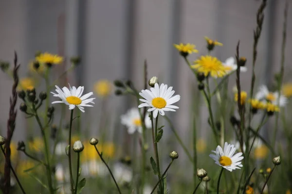 White Wild Long Daisy Flowers Park Utrecht Netherlands — Stock Photo, Image