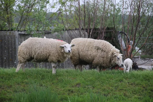 Белые Черные Овцы Ягненком Лугу Stompwijk Нидерланды — стоковое фото