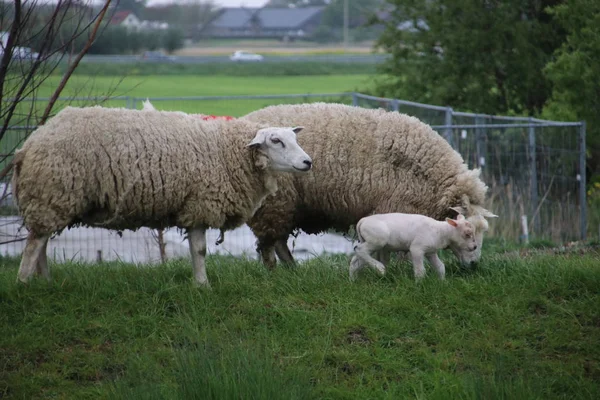 オランダ Stompwijk の牧草地における子羊との白と黒の羊 — ストック写真