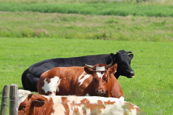 Vaches Frysiennes Rouges Noires Taureaux Dans Les Prairies Moordrecht Aux — Photo