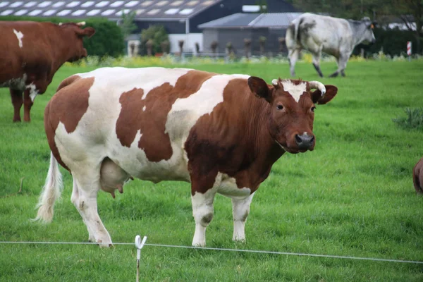 Vaches Frysiennes Rouges Noires Taureaux Dans Les Prairies Moordrecht Aux — Photo