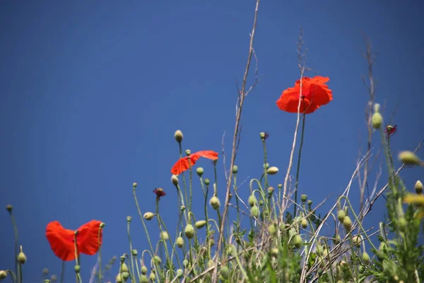 Rood Gekleurde Papaver Bloemen Langs Kant Van Weg Nieuwerkerk Aan — Stockfoto