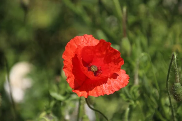 Fleurs Pavot Couleur Rouge Long Route Nieuwerkerk Aan Den Ijssel — Photo