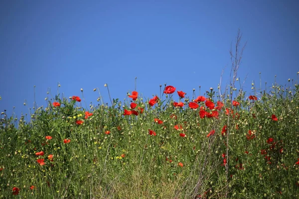 Red Colored Poppy Flowers Side Road Nieuwerkerk Aan Den Ijssel — Stock Photo, Image