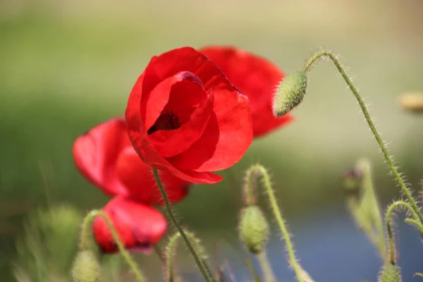 Rödfärgad Vallmo Blommor Längs Sidan Vägen Nieuwerkerk Aan Den Ijssel — Stockfoto