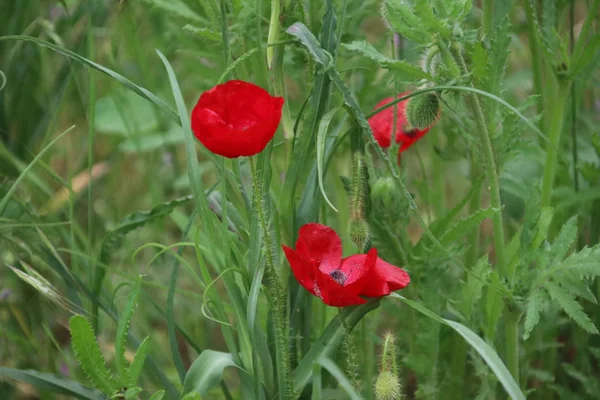 Fleurs Pavot Couleur Rouge Long Route Nieuwerkerk Aan Den Ijssel — Photo