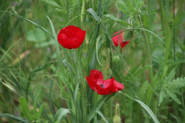 Rot Gefärbte Mohnblumen Straßenrand Nieuwerkerk Aan Den Ijssel Den Niederlanden — Stockfoto