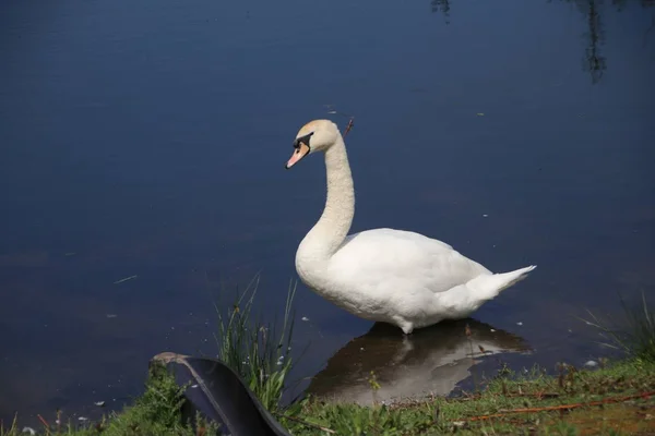 Cisne Branco Uma Vala Água Rottemeren Zevenhuizen — Fotografia de Stock
