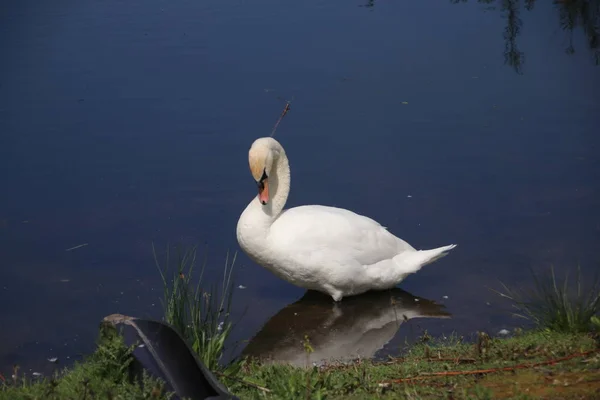 White Swan Ditch Water Rottemeren Zevenhuizen — Stock Photo, Image
