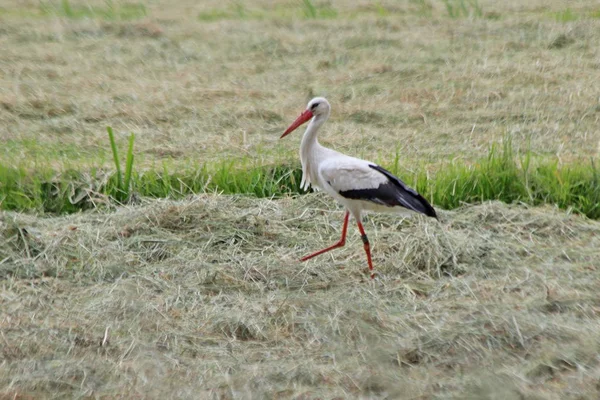 Cigüeña Busca Comida Entre Hierba Seca Prado — Foto de Stock