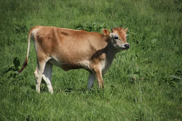 Brown Frysian Young Calf Cow Meadow Netherlands — Stock Photo, Image