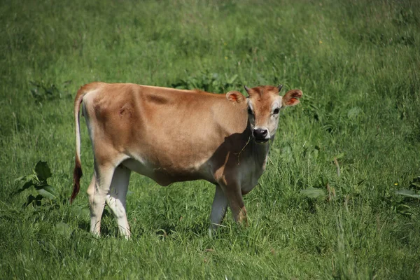 Becerro Joven Una Vaca Prado Los Países Bajos — Foto de Stock