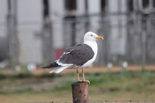 Möwe Steht Hafen Von Rotterdam Auf Nahrungssuche — Stockfoto