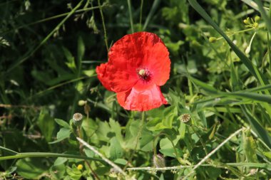 Kırmızı renkli haşhaş çiçekleri i Nieuwerkerk aan den Ijssel vahşi