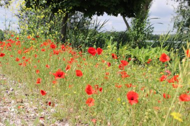 Kırmızı renkli haşhaş çiçekleri i Nieuwerkerk aan den Ijssel vahşi