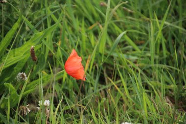 Kırmızı renkli haşhaş çiçekleri i Nieuwerkerk aan den Ijssel vahşi