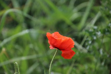 Kırmızı renkli haşhaş çiçekleri i Nieuwerkerk aan den Ijssel vahşi