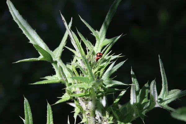 Mariquita Roja Una Planta Verde Cardo Nieuwerkerk Aan Den Ijssel — Foto de Stock